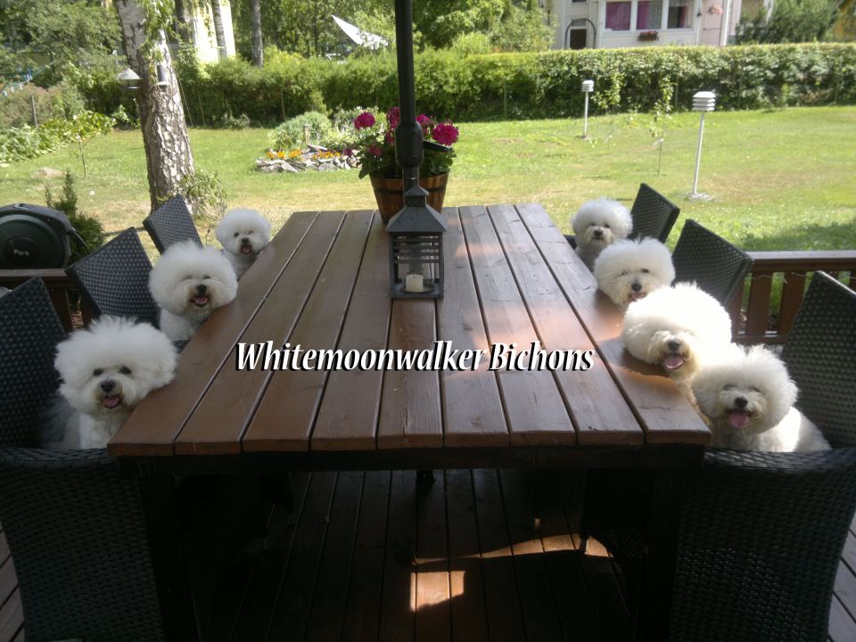 Whitemoonwalker Bichon Frises